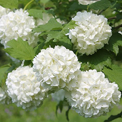 Guelder rose flower